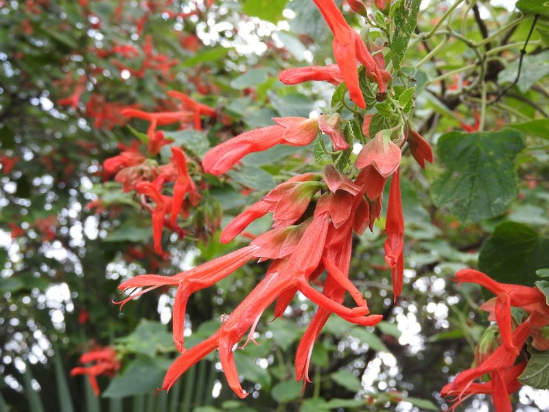 Salvia pubescens, photographed by Alexis López Hernández