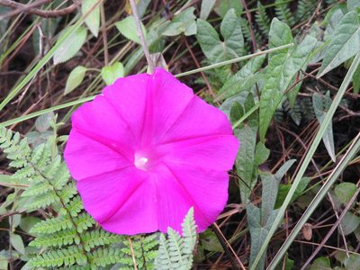 Ipomoea elongata, photographed by Alexis López Hernández