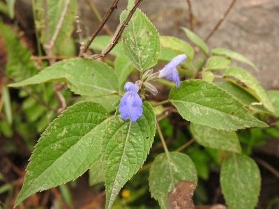 Salvia connivens, photographed by Alexis López Hernández