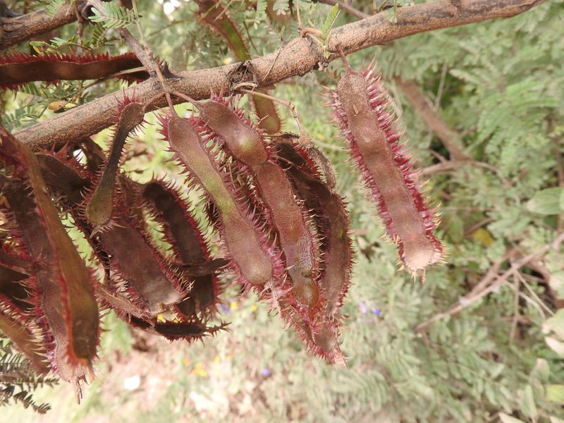 Mimosa lacerata, photographed by Alexis López Hernández