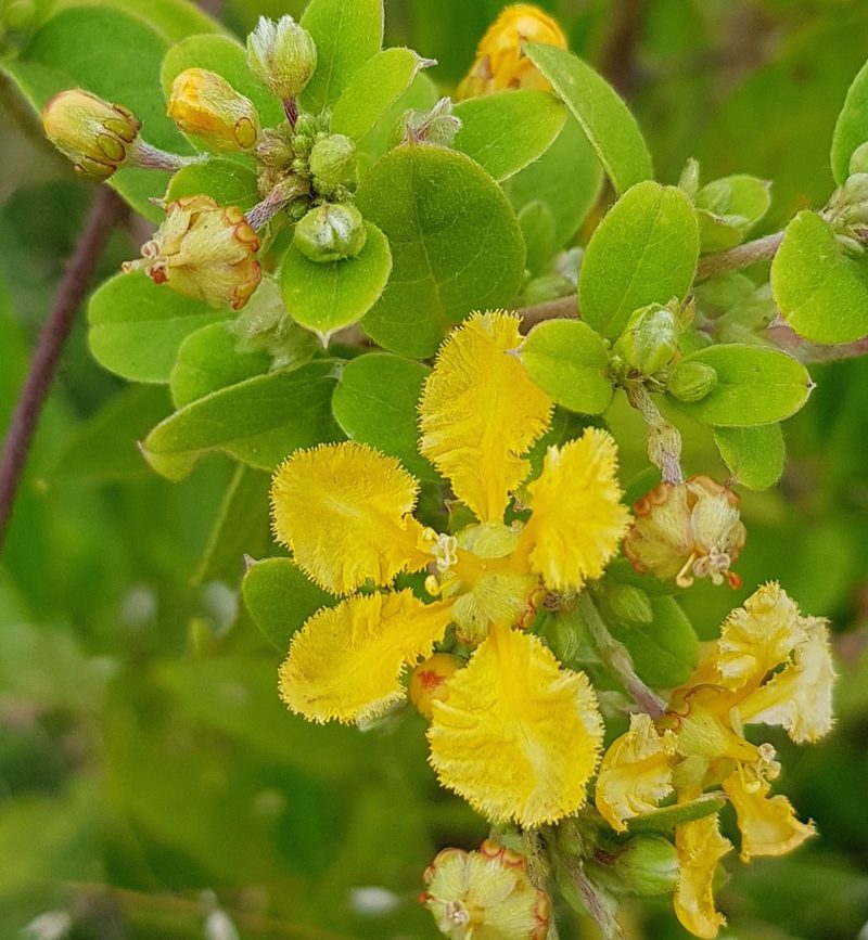 Aspicarpa albida, photographed by Eugenio Padilla