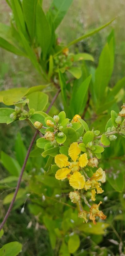 Aspicarpa albida, photographed by Eugenio Padilla