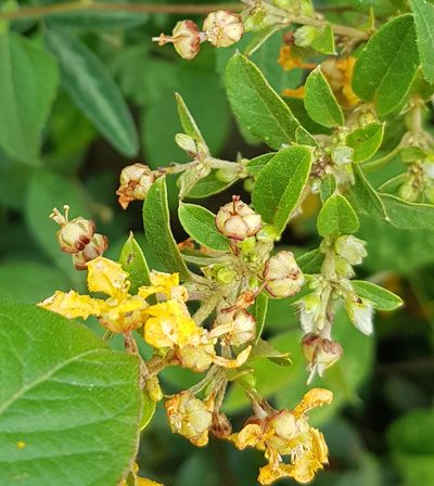 Aspicarpa albida, photographed by Eugenio Padilla