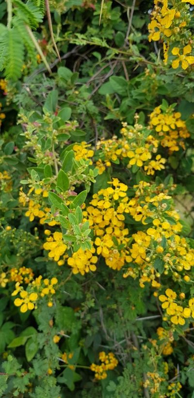 Aspicarpa albida, photographed by Eugenio Padilla