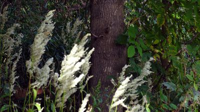 Iresine rhizomatosa, photographed by Elaine Wolshock/Matthew Fook
