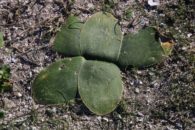Brunsvigia gregaria, photographed by Tony Rebelo