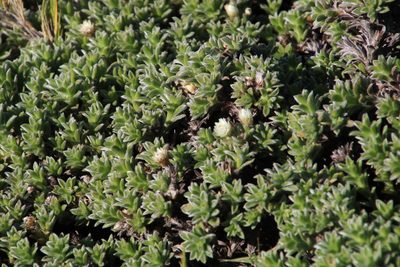 Achyranthemum sordescens, photographed by Tony Rebelo