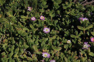 Delosperma patersoniae, photographed by Tony Rebelo