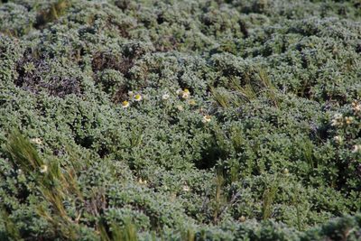 Achyranthemum sordescens, photographed by Tony Rebelo