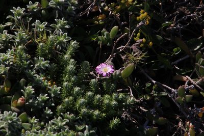 Delosperma patersoniae, photographed by Tony Rebelo