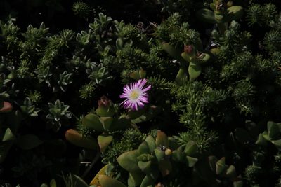 Delosperma patersoniae, photographed by Tony Rebelo