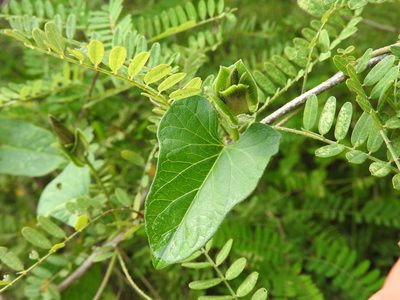Ipomoea emetica, photographed by Alexis López Hernández