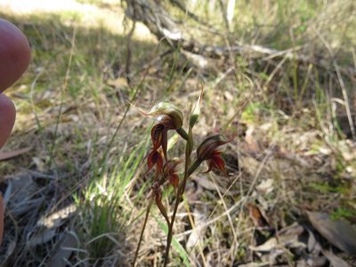 Pterostylis chaetophora, photographed by coenobita