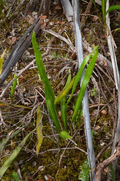 Elaphoglossum wawrae, photographed by David Anderson