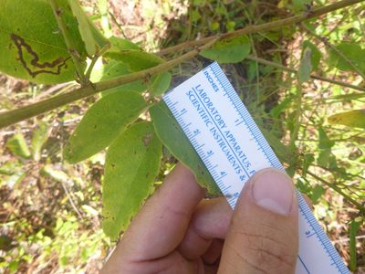 Desmodium nuttallii, photographed by cwarneke