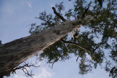 Eucalyptus viminalis, photographed by Yoav Daniel Bar-Ness