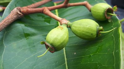 Syzygium grande, photographed by Ong Jyh Seng
