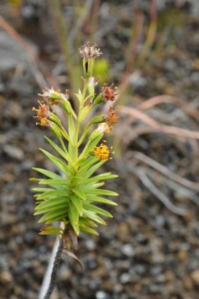 Dubautia ciliolata, photographed by David Anderson