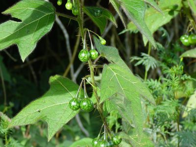 Solanum acerifolium, photographed by Daniel van der Post