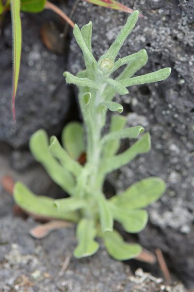 Pseudognaphalium sandwicensium, photographed by David Anderson