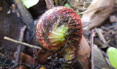 Neoblechnum brasiliense, photographed by alessandradalia