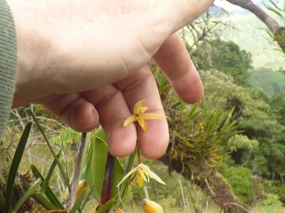 Maxillaria acuminata, photographed by Daniel van der Post