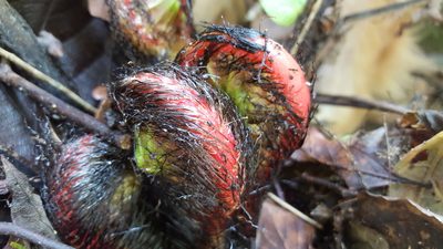 Neoblechnum brasiliense, photographed by alessandradalia