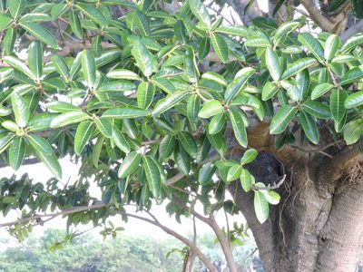 Ficus crocata, photographed by Tereso Hernández Morales