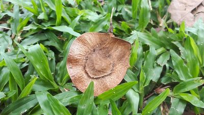 Pterocarpus indicus, photographed by Ong Jyh Seng