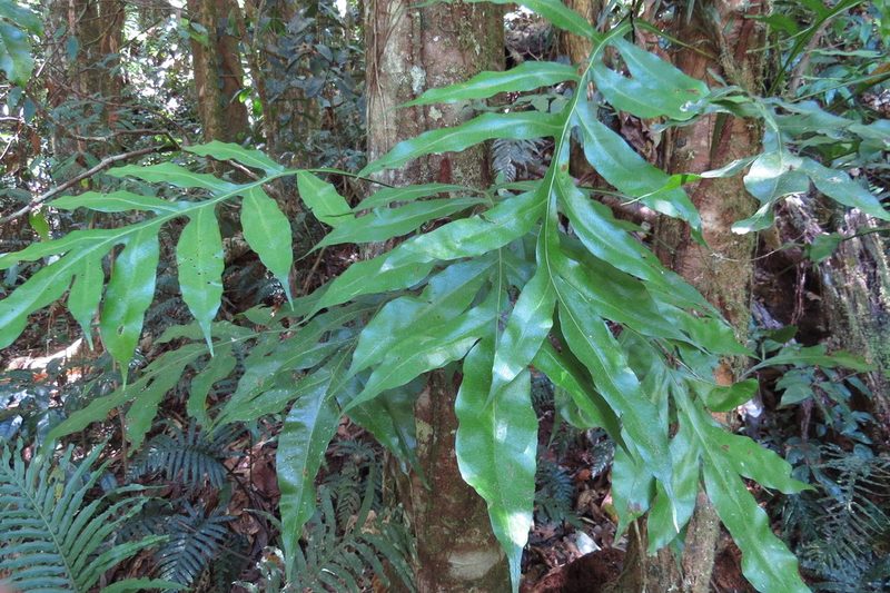 Dendroconche ampla, photographed by coenobita
