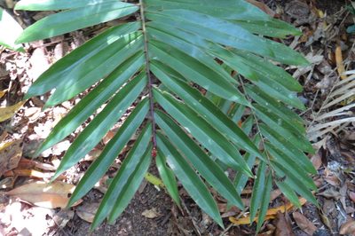 Alpinia modesta, photographed by coenobita