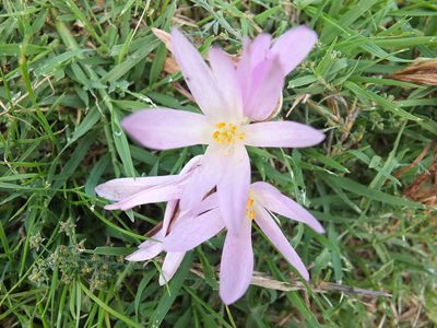 Colchicum lusitanum, photographed by Aissa Djamel Filali