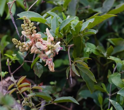 Callerya nitida, photographed by portioid