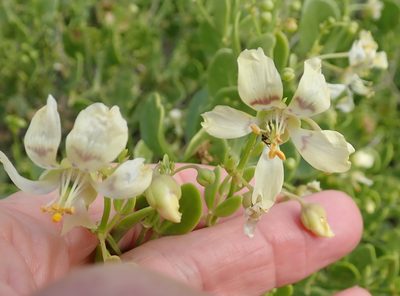 Roepera foetida, photographed by Peter Warren