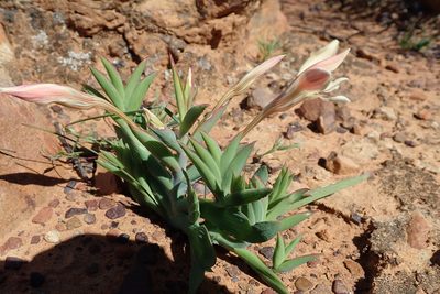 Lapeirousia fabricii, photographed by Peter Warren