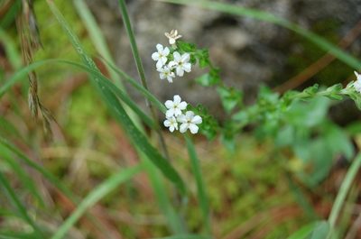 Hackelia mexicana, photographed by Neptalí Ramírez Marcial