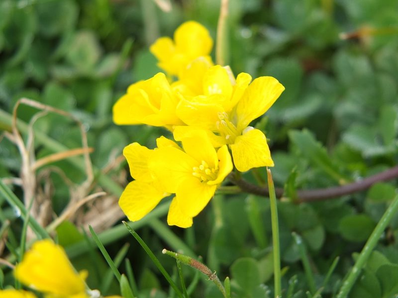 Brassica procumbens, photographed by Aissa Djamel Filali