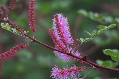 Mimosa distachya, photographed by Bill Levine
