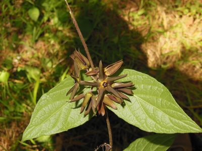 Urostephanus gonoloboides, photographed by Neptalí Ramírez Marcial