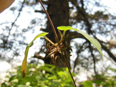 Urostephanus gonoloboides, photographed by Neptalí Ramírez Marcial