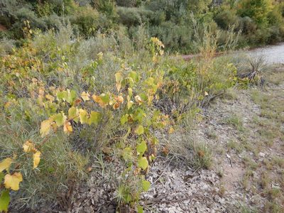 Vitis acerifolia, photographed by Steve Taylor