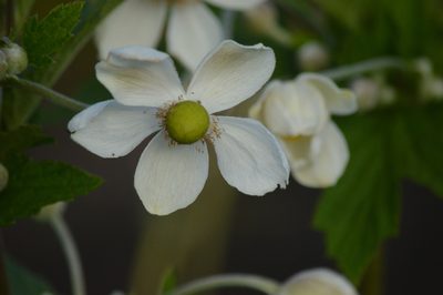 Eriocapitella japonica, photographed by David Anderson