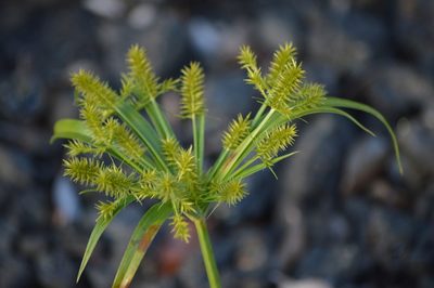Cyperus meyenianus, photographed by David Anderson