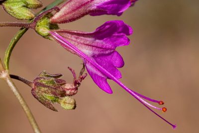 Mirabilis coccinea, photographed by Cecelia Alexander