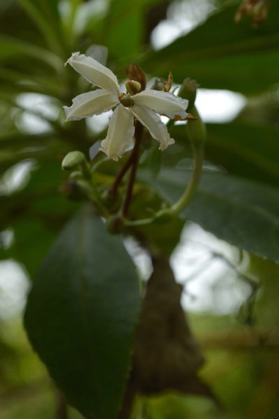 Scaevola chamissoniana, photographed by David Anderson