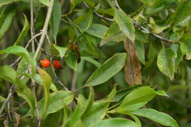 Coprosma rhynchocarpa, photographed by David Anderson