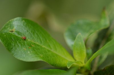 Coprosma rhynchocarpa, photographed by David Anderson