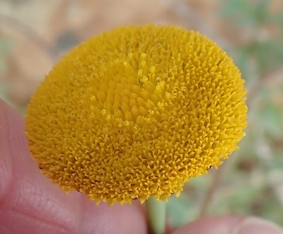 Cotula microglossa, photographed by Peter Warren