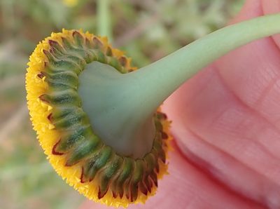 Cotula microglossa, photographed by Peter Warren
