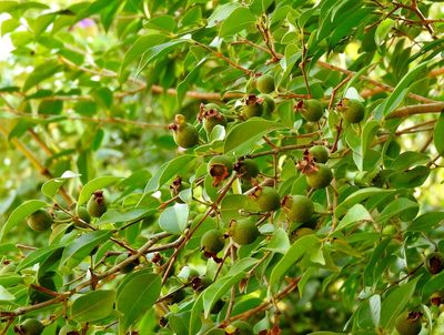 Psidium oligospermum, photographed by Francisco Farriols Sarabia